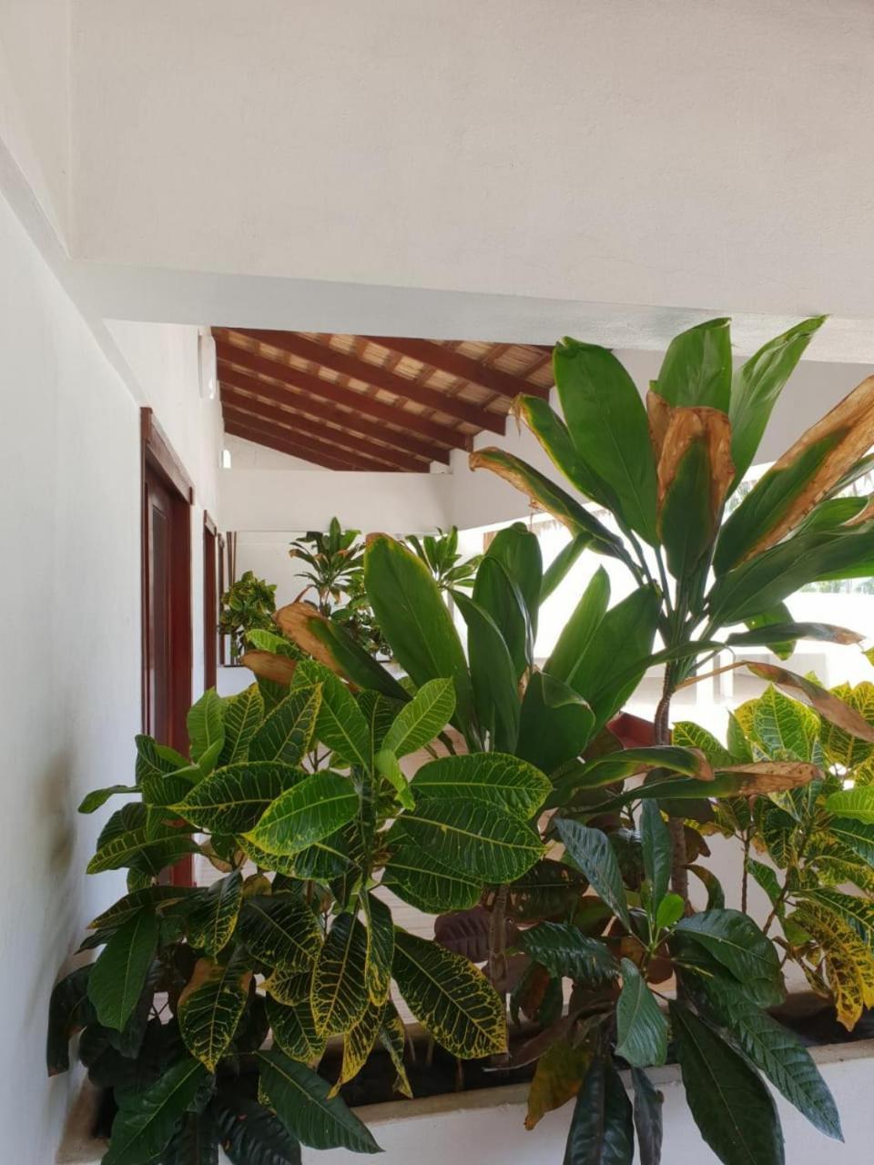 Oasi Encantada - Beach Resort Barahona Eksteriør billede